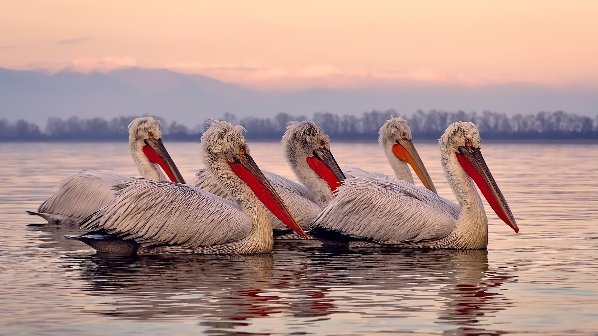 阿克一锤定音！几内亚爆冷拉齐奥，奥运之路现曙光