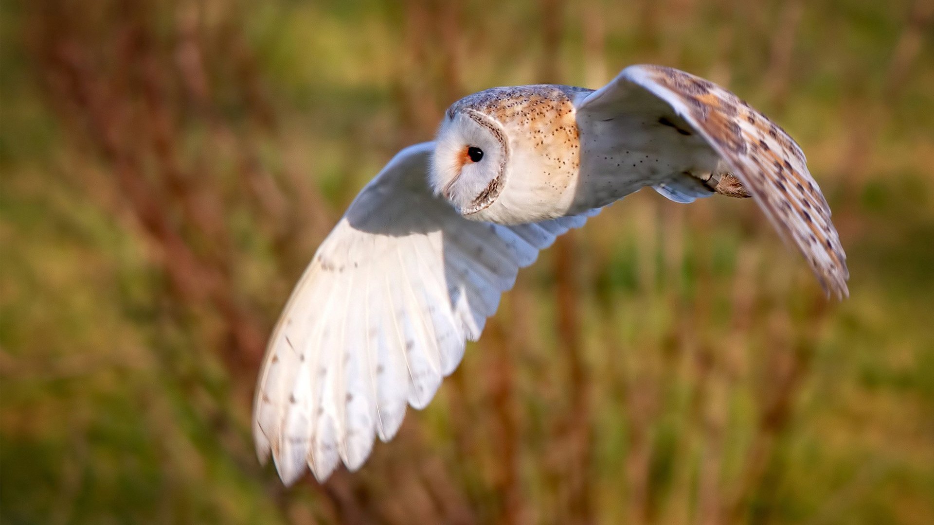 跨越时空的对决，利拉德狂砍60分点燃沙漠，太阳队用团队篮球定义唯一胜利