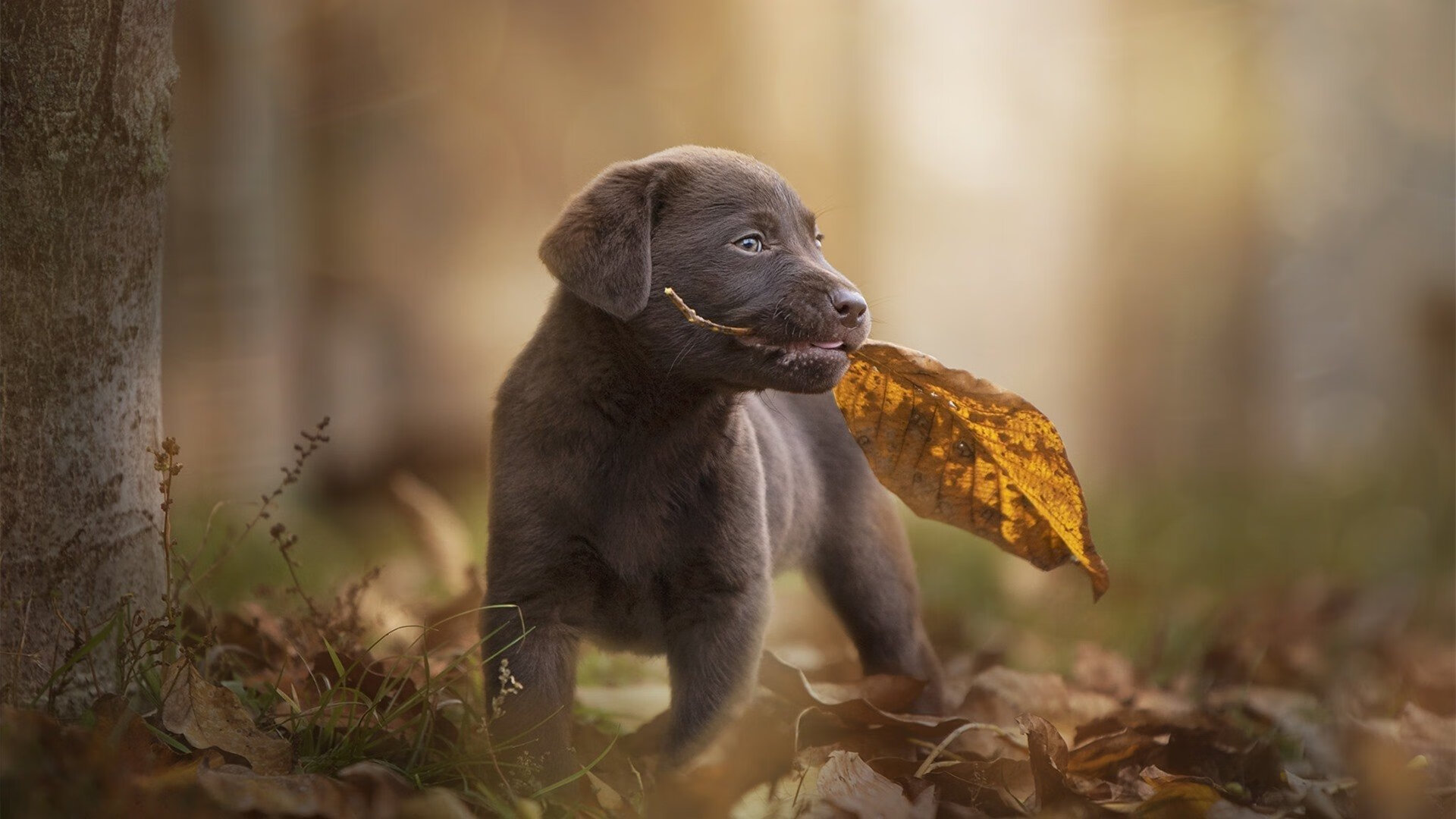 绿茵与丛林的交响诗，贝蒂斯逆转南非的跨维度对决