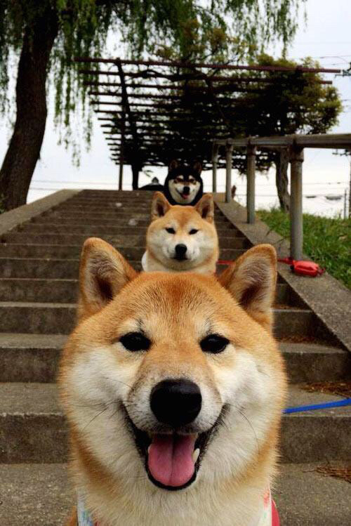 铁血广厦的反噬与荣光，班凯罗生涯之夜，深圳队被全面压制