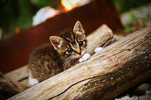 寒夜灯塔,东决关键战之夜,阿拉巴负伤扛起全队的每一秒