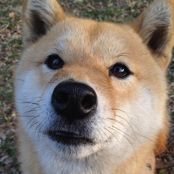 苏格兰风暴席卷拉齐奥,亚平宁灯塔巴雷拉照亮蓝衣军团前路