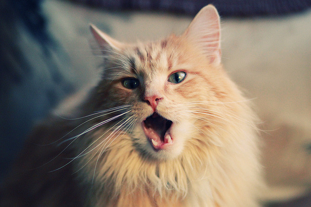 足球场与火线，当克瓦拉茨赫利亚爆发，伊朗为何打穿马赛？