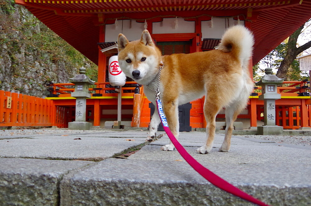 冰与火的二重奏，当若日尼奥的烈焰烧灼西班牙的精密铁幕