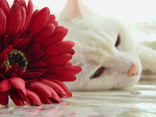 石油足球的逆流，当哈弗茨的选择撼动沙特金元版图