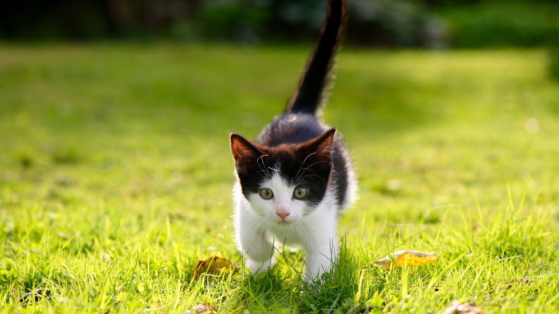 莫兰特三节打卡，鹈鹕主场三节击溃雄鹿完成横扫