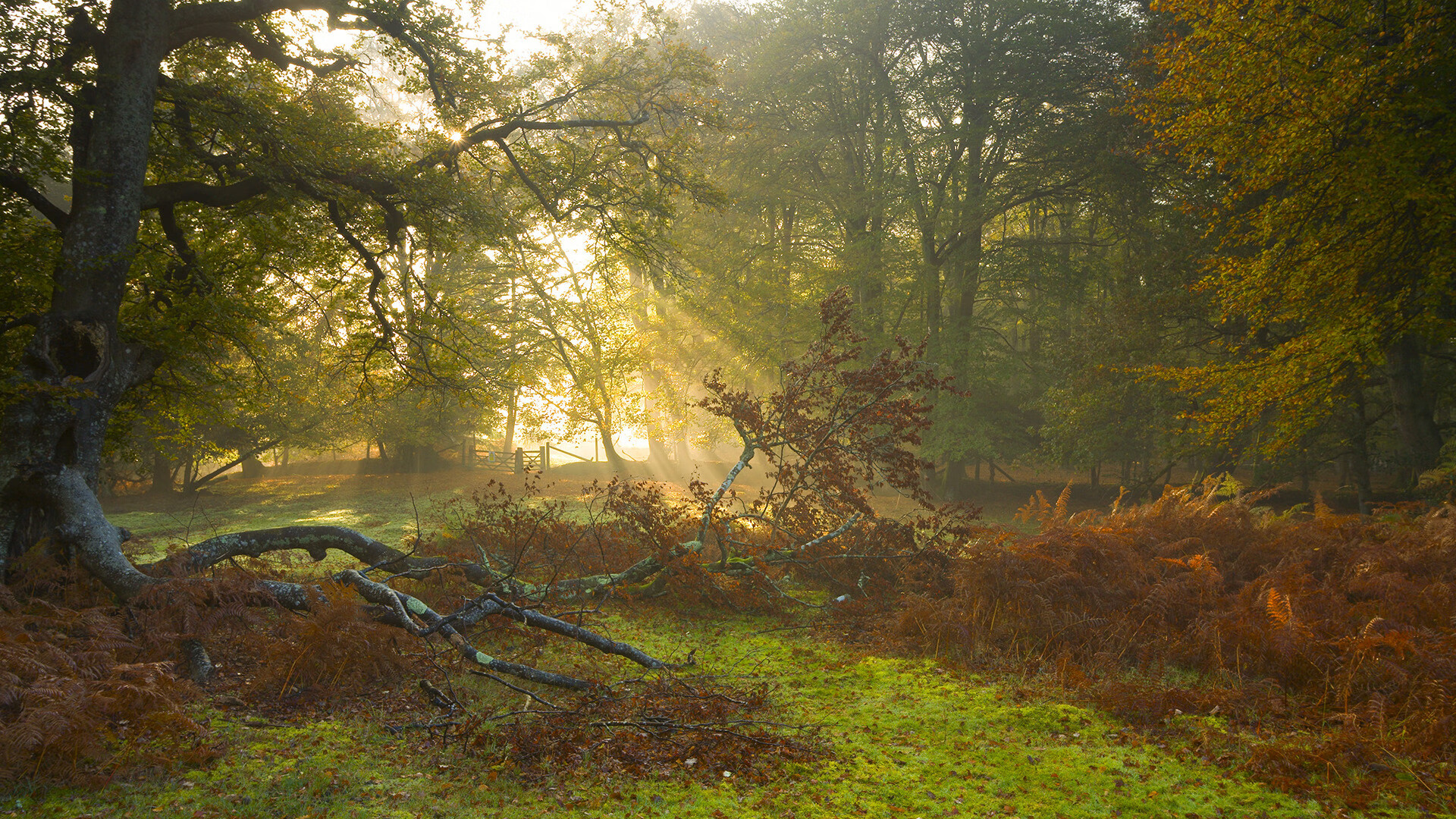 范弗利特引爆盐湖城，爵士强势拿下凯尔特人，关键先生诞生