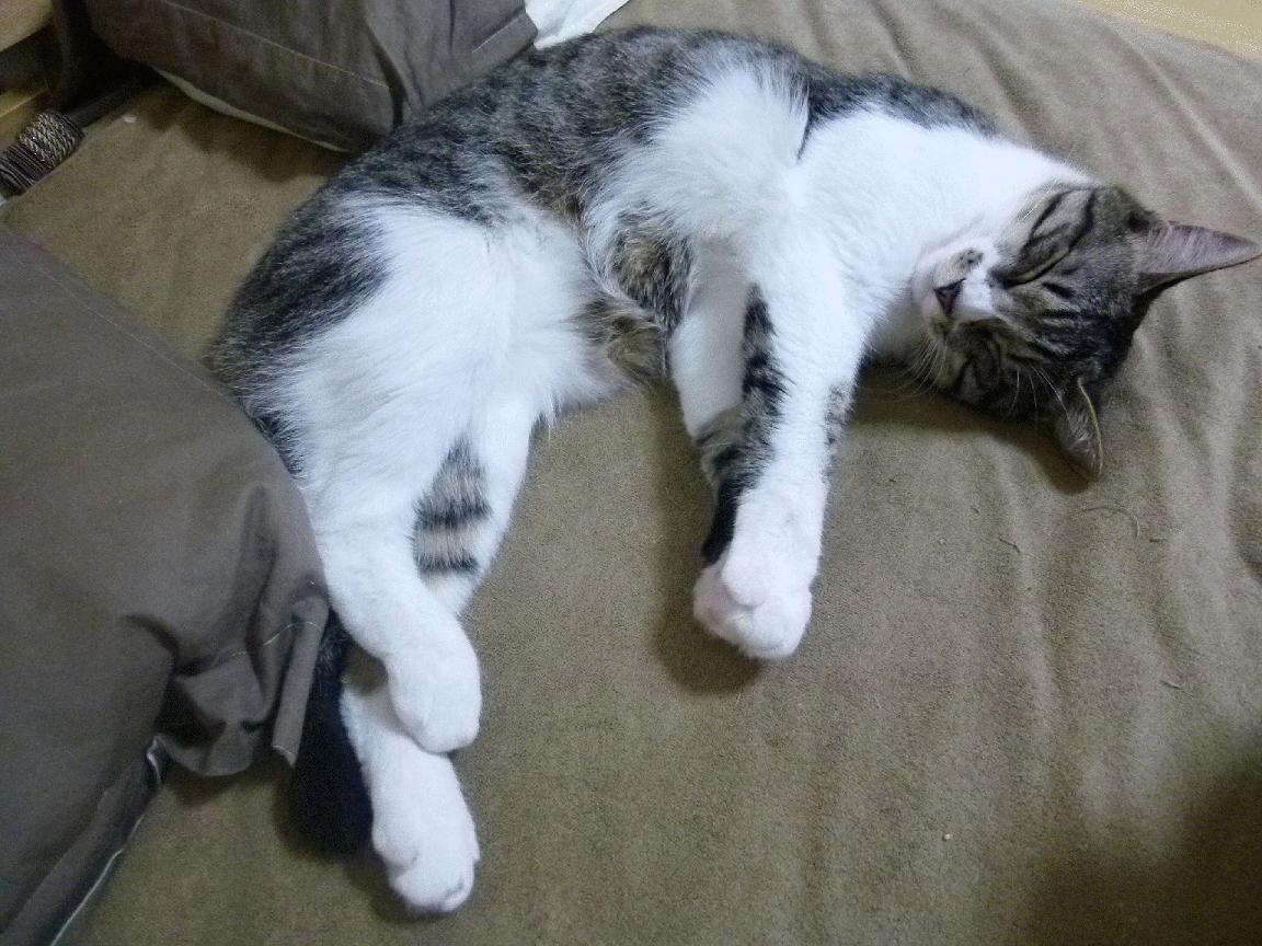 两个赛场，同一片渴望天空，美加墨蓝图与纽约雷霆的对决启示录