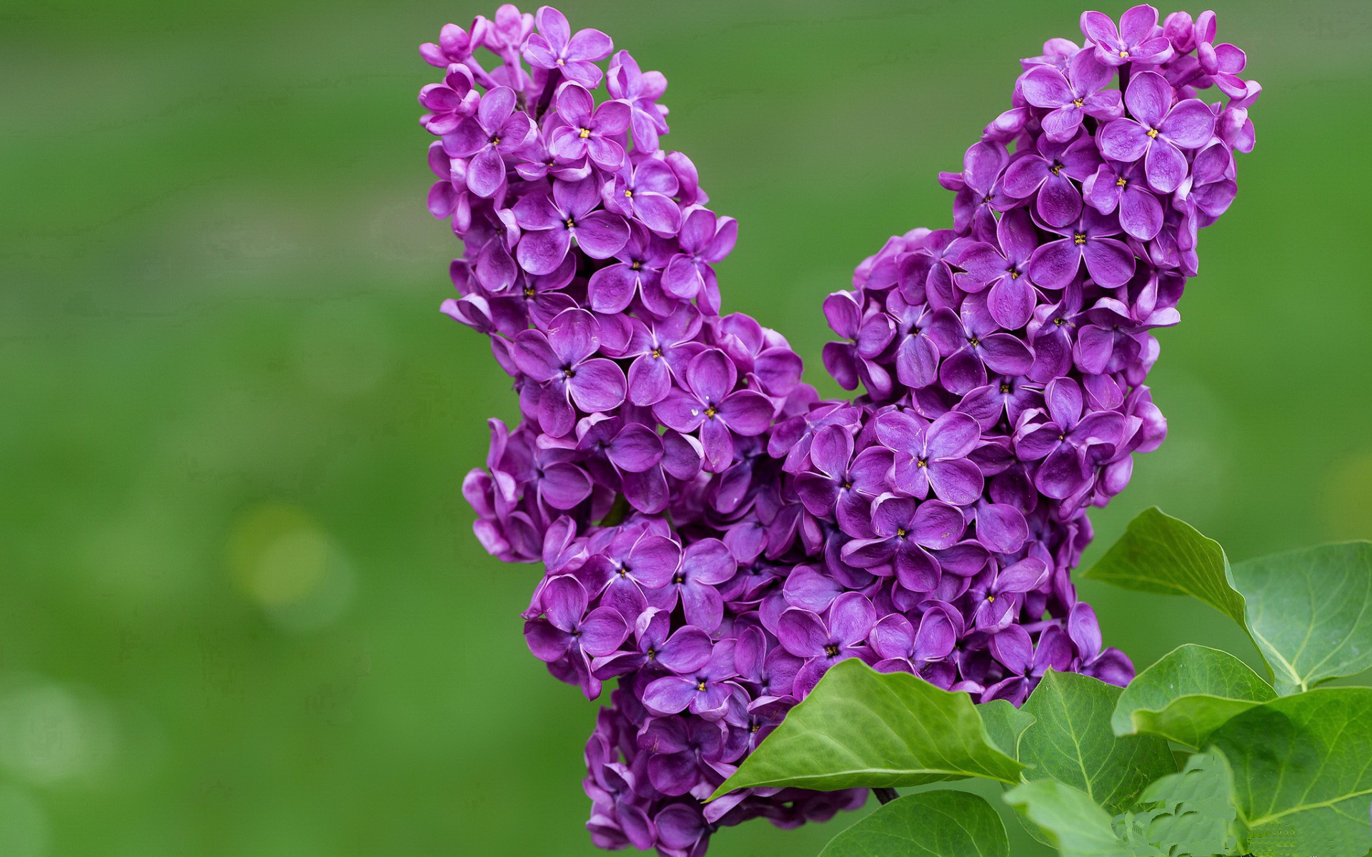 跨越边界的声浪，当爵士的绝杀与世界杯的欢呼同时响起