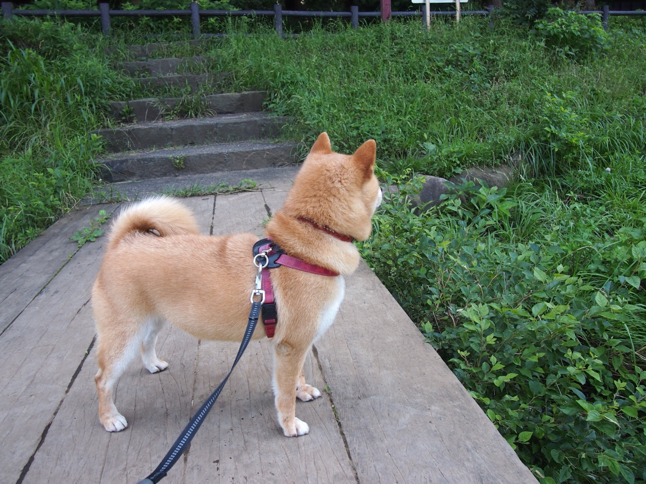 唯一的复刻,当久保建英让匈牙利重温1954年噩梦